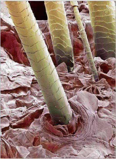 Microbiota capilar e a queda de cabelo